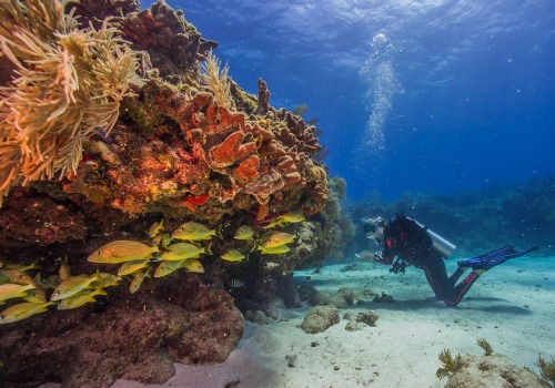 Exploring Charitable Activities for Environmental Conservation in Southeast Florida